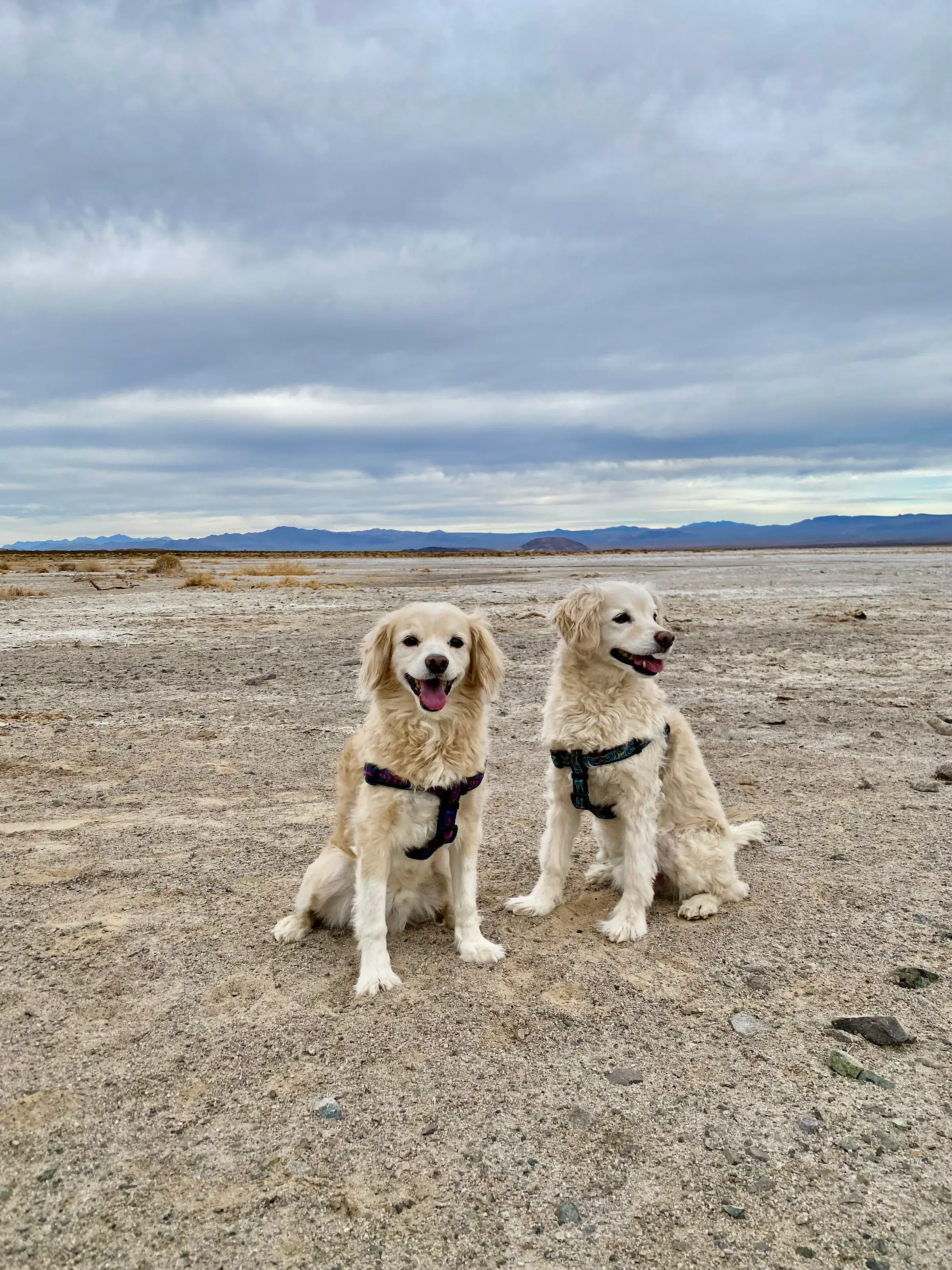 Pharaoh and Pluto sitting together outdoors in an open desert landscape