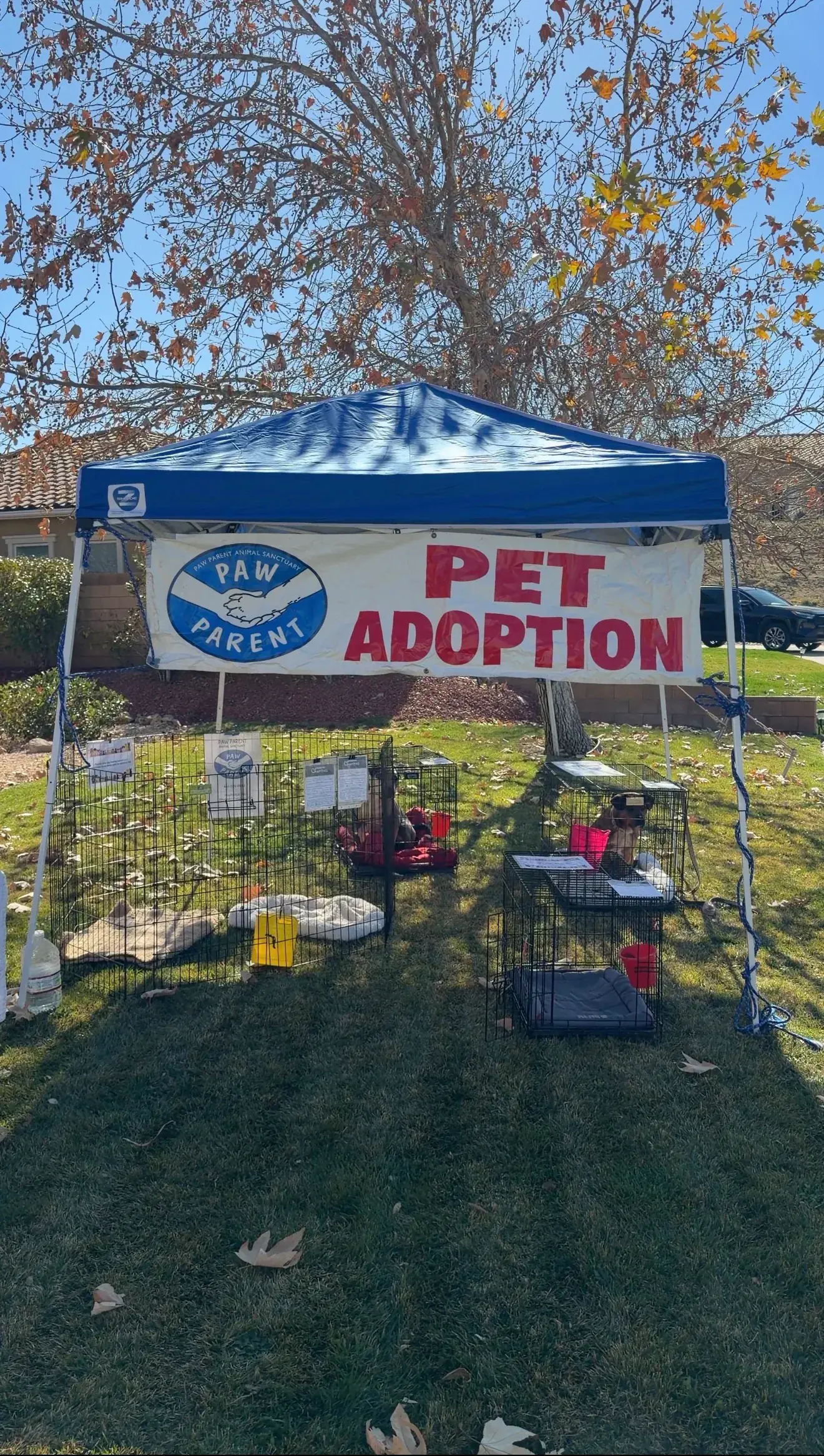 Paw Parent pet adoption tent with rescue animals at the Pizza for Paws event
