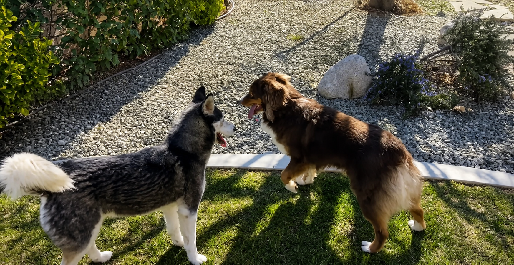 Greta, a gray-and-white husky, meeting Little Rock, a brown Australian Shepherd, at Pizza for Paws